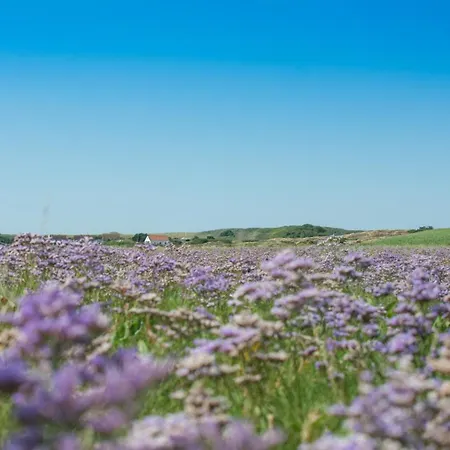 Duenenrose Spiekeroog