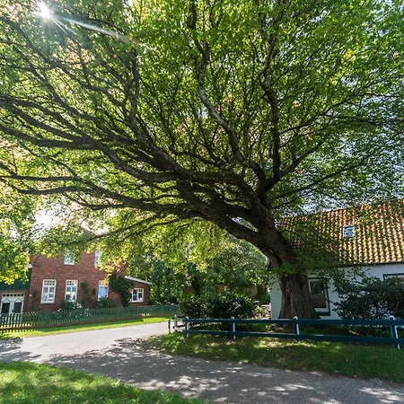 Duenenrose * Spiekeroog